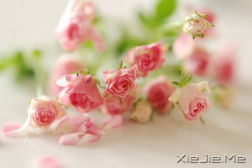 谁捧起花的脸庞,让岁月美的黯然神伤 (1)