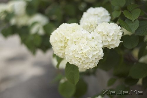 ��Ҫ��Ц���˵Ị̇���ֻ����û�о��������� (7)