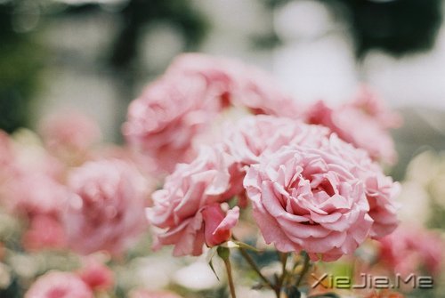 幸福,就是春夏秋冬,悠然自在 (2)