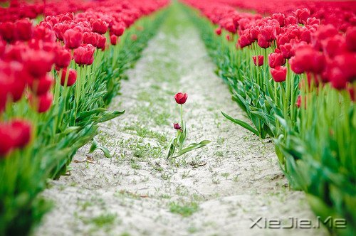 早安心语:不往前走,你将永远停留 (7)