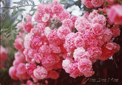 晚安心语:人不怕走在黑夜里,就怕心中没有光 (8)