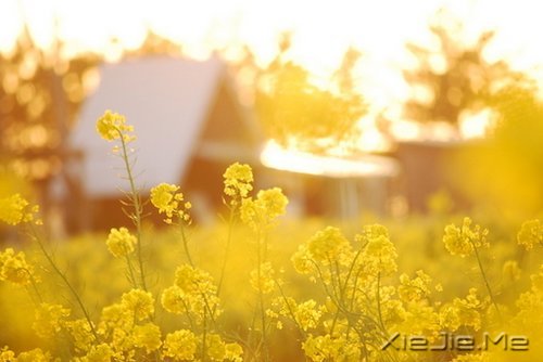 早安心语:走今天的路,过当下的生活 (2)